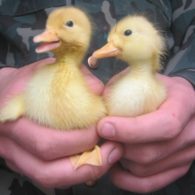 ducklings ducks