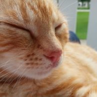 Let's take a nap