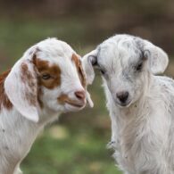 New residents