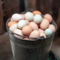 Fresh eggs