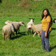 Sheep Feeding