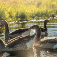 Geese