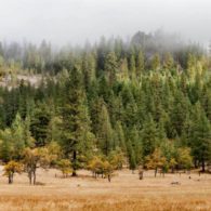 Meadow view