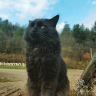 King of the barn
