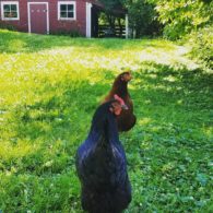 Busy chickens