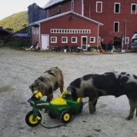 Huge pigs