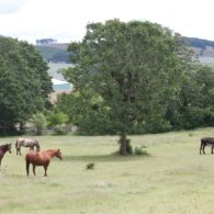 Pasture