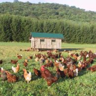 chickens