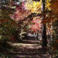An inviting trail