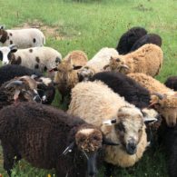 sheep