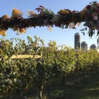 Visit the vineyard