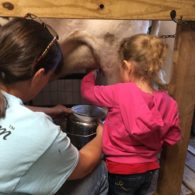 Milking helper
