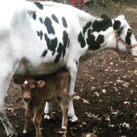 Cows