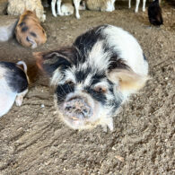 Snow, a kunekune pig