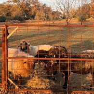 Churro sheep on ranch