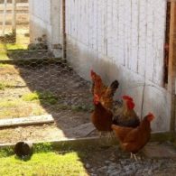 chickens