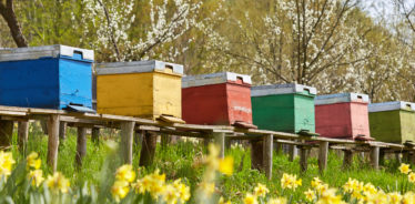 beehives