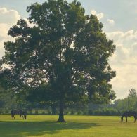 Welcome to Bonne Terre Farm!