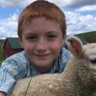 sheep lambs