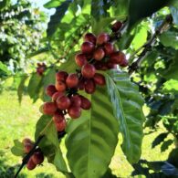 come for a coffee tour