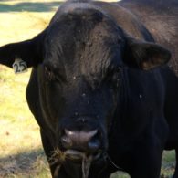 cow