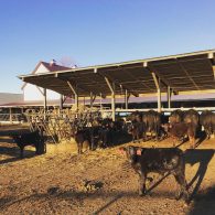 Crow Farm Cows