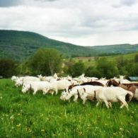 sheep goats