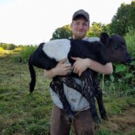cows calf calves