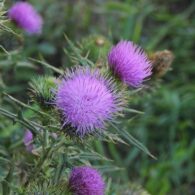 thistle