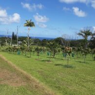 the plantation