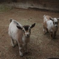 goats

