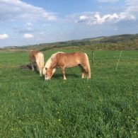 The horses enjoy a friendly scratch.