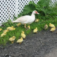 Sometimes it's hard to get all your duck in a row.