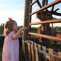 Feeding the deer.