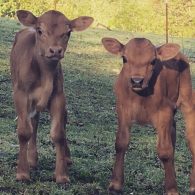 Cows next to the farm house