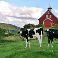 Liberty Hill Farm