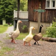 ducks