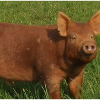 Our heritage Tamworth pigs live happily on pasture.