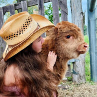 meet our highland cows!