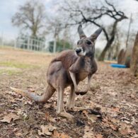 meet the roos!
