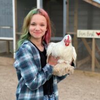 say hello to a chicken