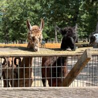 and the llamas
