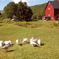 The farm