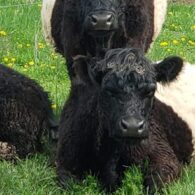 oreo cows 