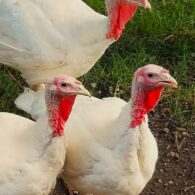 turkeys