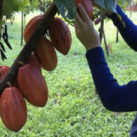 cacao