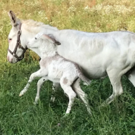 donkeys, horses, horse foal
