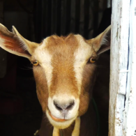 goats
