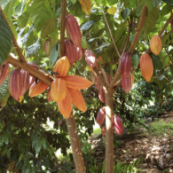 cacao plant