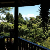 look at the rainforest surrounding the zen tree house
